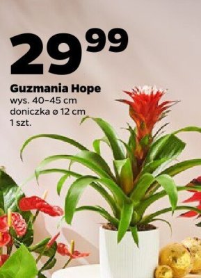 Guzmania Hope ø 12 cm promocja w Netto