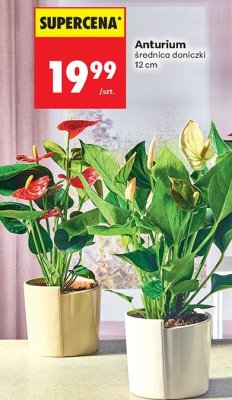 Od czwartku, Z ladą tradycyjną, strona 82 promocja w Biedronka