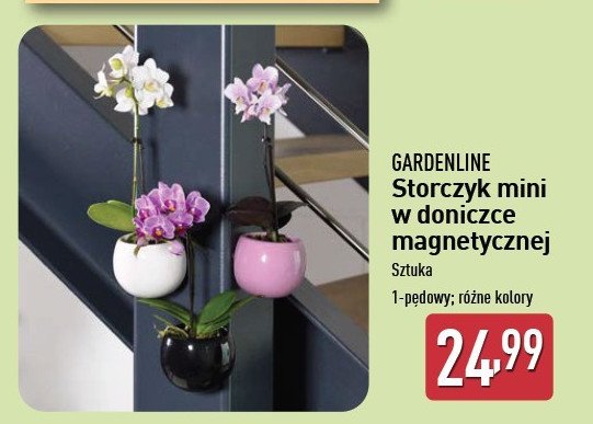 Storczyk mini w magnetycznej doniczce GARDEN LINE promocja