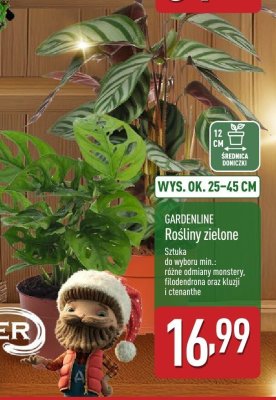 Rośliny zielone GARDENLINE promocja w Aldi