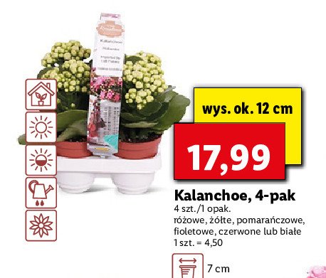 Kalanchoe fioletowe promocja