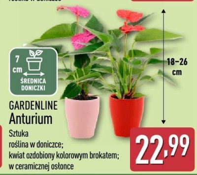 Anturium  promocja w Aldi