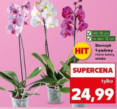 Storczyk 1-pędowy promocja