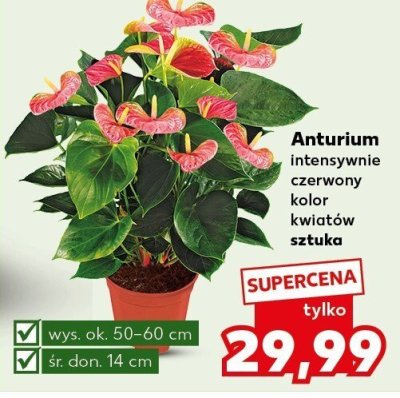 Anturium  promocja w Kaufland