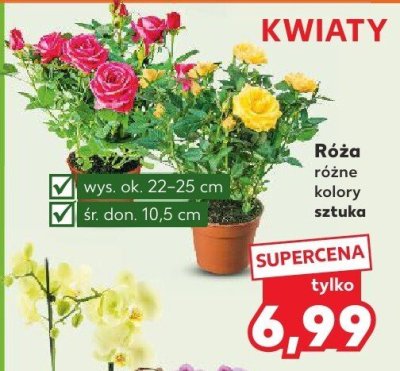 Róża różne kolory sztuka promocja w Kaufland