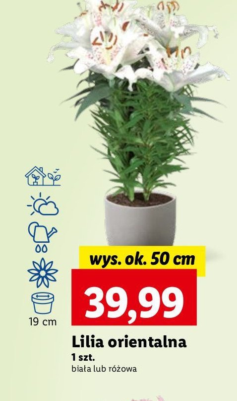 Lilia orientalna 50 cm r贸偶owa promocja