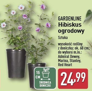 Hibiskus GARDEN LINE promocja