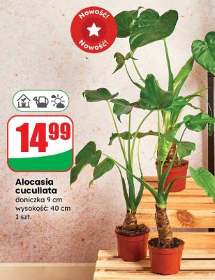 Alocasia cucullata doniczka 9 cm promocja w Dino