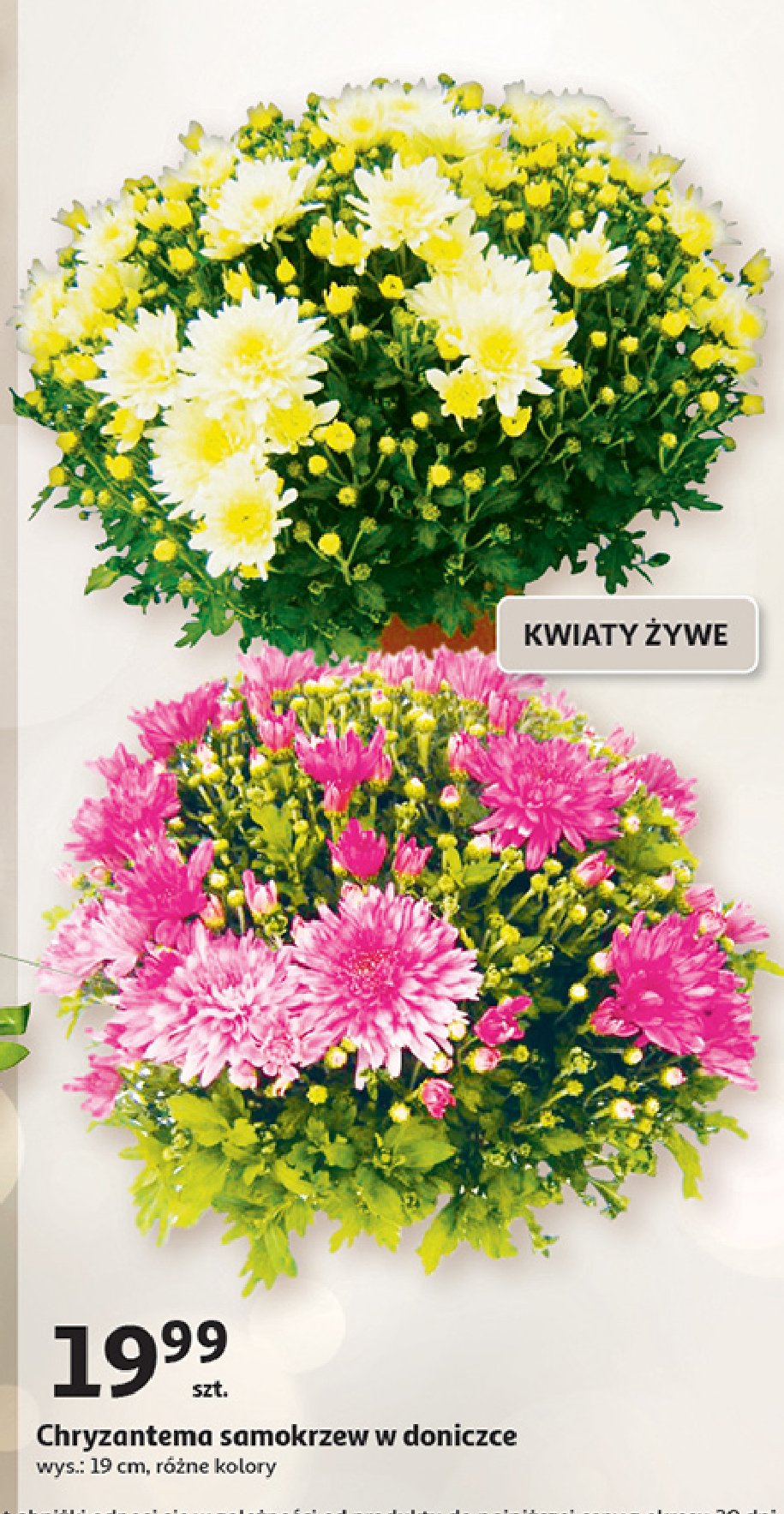 Chryzantema samokrzew promocja