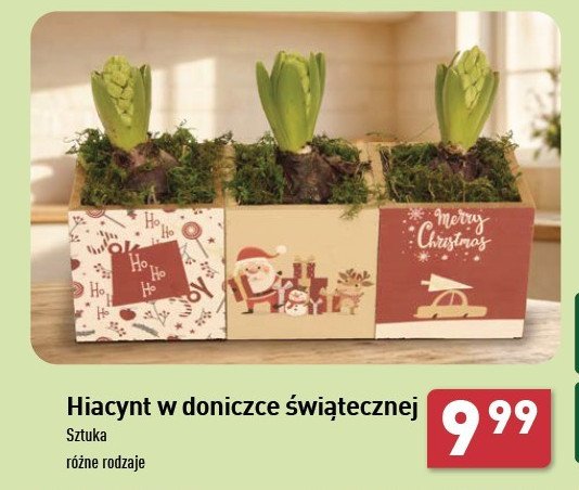 Hiacynt w doniczce z akcentem świątecznym promocja