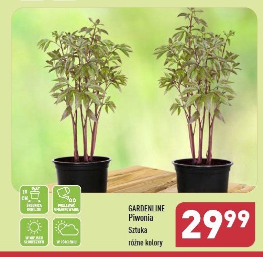 Piwonia don. 19 cm GARDEN LINE promocja