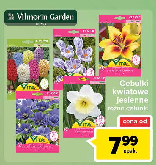 Cebulki krokusa botanicznego Vita line promocja