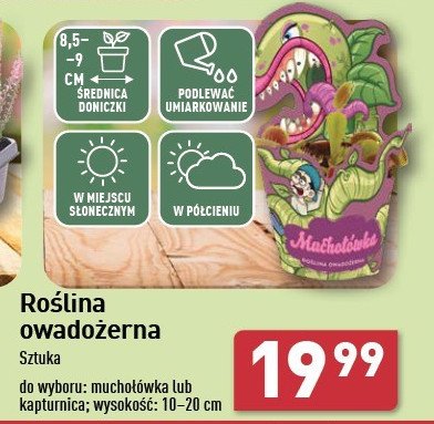 Kapturnica promocja