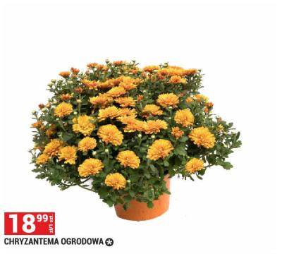 Chryzantema promocja w Merkury Market
