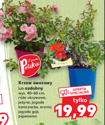 Jagoda goji 40-60 cm promocja
