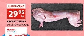 Królik tusza promocja