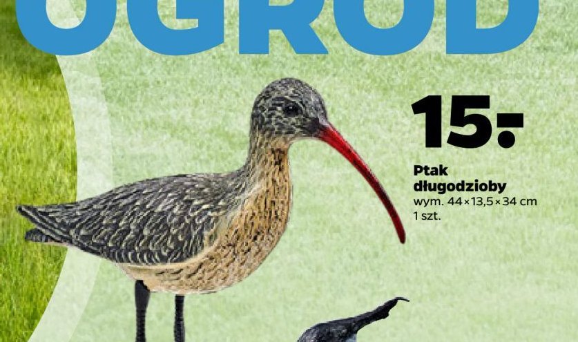 Ptak d艂ugodzioby promocja