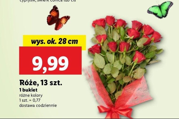 Róże promocja w Lidl