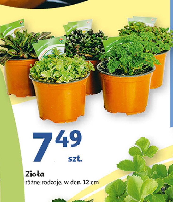 Zio艂a don. 12 cm promocja