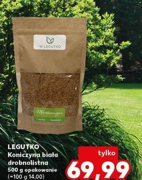 Koniczyna biała drobnolistna W. legutko promocja