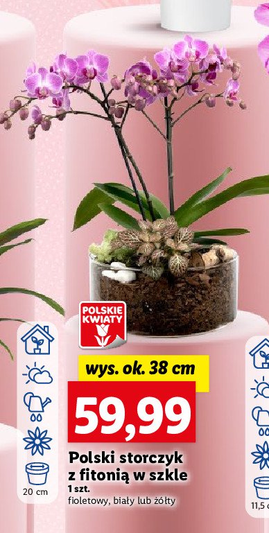 Storczyk z fitonią w szkle 38 cm promocja