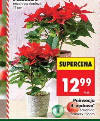 Poinsecja 4-pędowa promocja w Biedronka