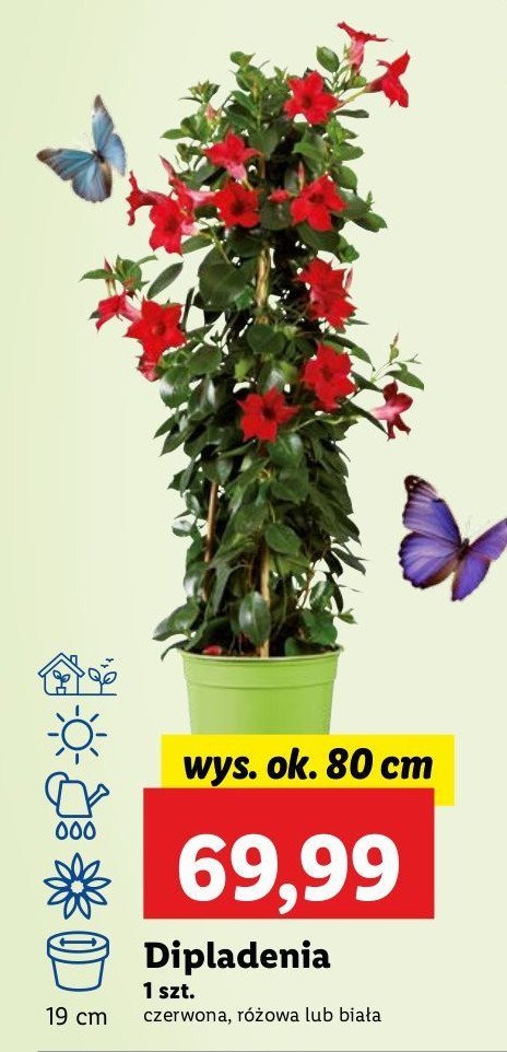 Dipladenia don. 19 czerwona promocja