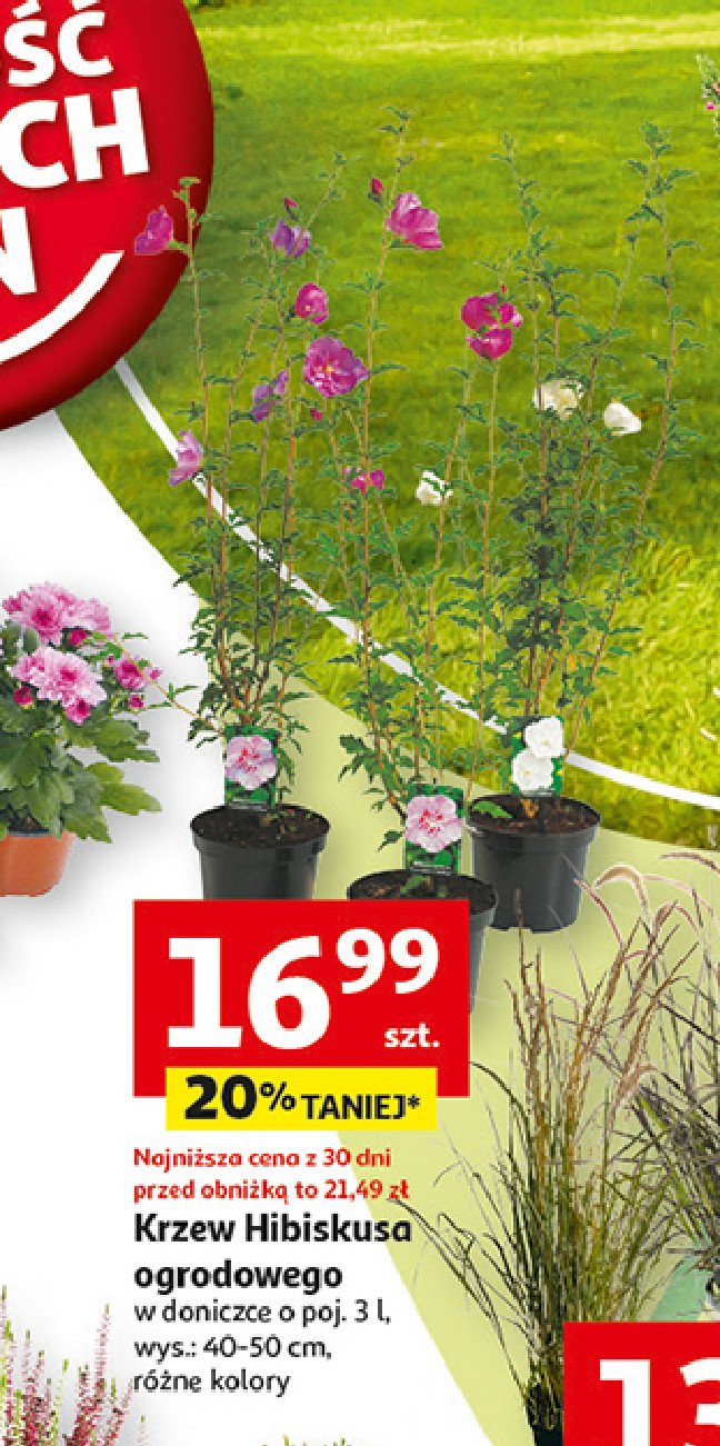 Krzew hibiskusa 3 l promocja