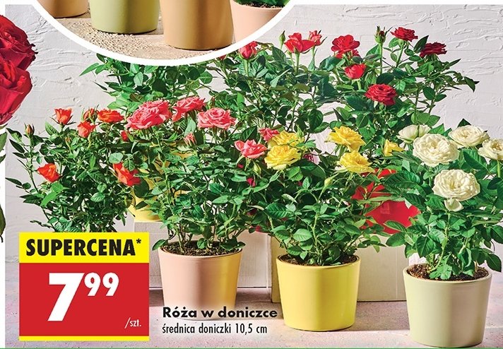 Róża 10.5 cm promocja