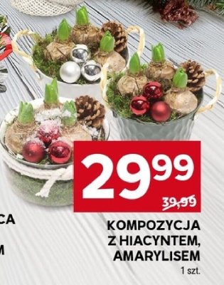 Kompozycja z hiacyntem, amarylisem promocja w Stokrotka
