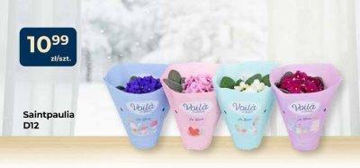 Saintpaulia D12 promocja w PSB Mrówka