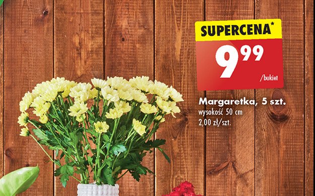 Margaretka 50 cm promocja