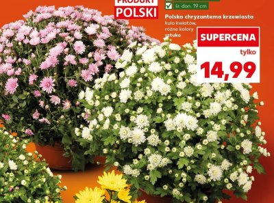 Chryzantema polska krzewiasta promocja w Kaufland