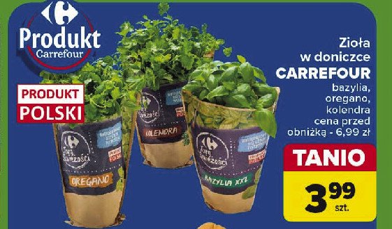 Oregano Carrefour targ świeżości promocja