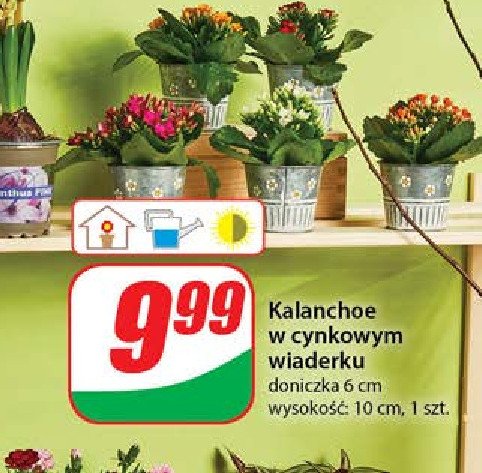 Kalanchoe w cynkowym wiaderku promocja