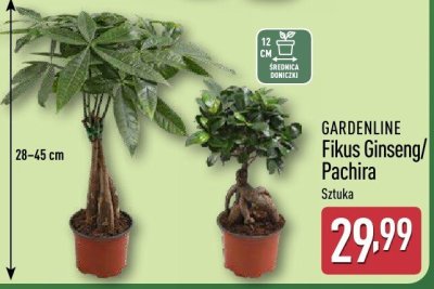 Fikus Pachira  promocja w Aldi