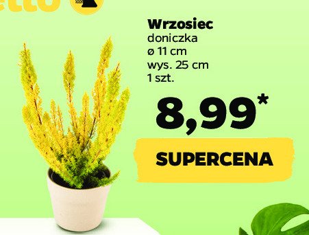Wrzosiec 25 cm promocja
