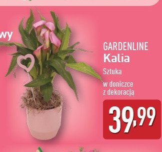 Kalia GARDEN LINE promocja