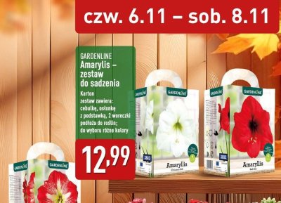 Amaryllis – zestaw do sadzenia  promocja w Aldi