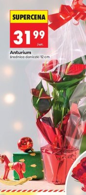 Anturium średnica doniczki 12 cm promocja w Biedronka