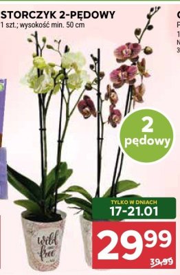 Storczyk 2-pędowy promocja w Stokrotka