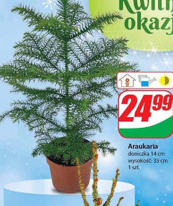 Araukaria promocja w Dino