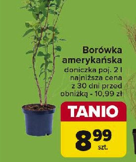 Borówka amerykańska promocja