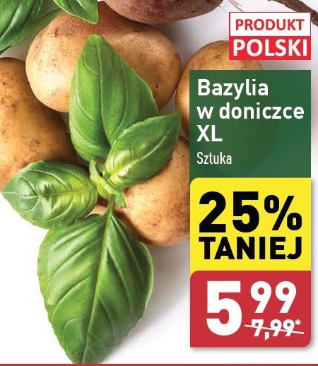 Bazylia xxl polska promocja