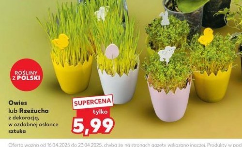 Owies w doniczce 9 cm z dekoracj膮 promocja