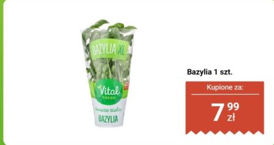 Bazylia XL Vital Fresh 1 szt. promocja w Biedronka