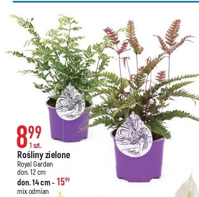 Rośliny zielone don. 14 cm ROYAL GARDEN promocja
