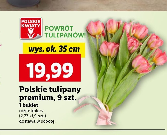 Tulipany premium promocja