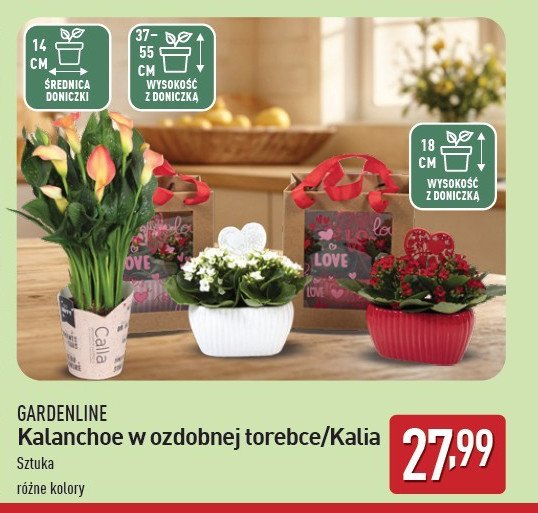 Kalanchoe w ozdobnej torebce prezentowej GARDEN LINE promocja w Aldi