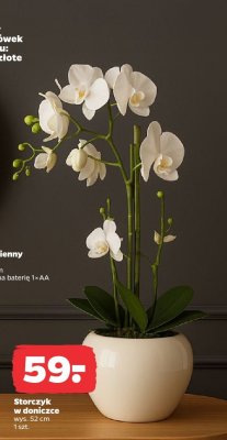 Storczyk w doniczce promocja w Netto